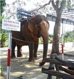 Tour DakLak 1 Day - Buon Ma Thuot - Kotam Ecotourism - Lak Lake