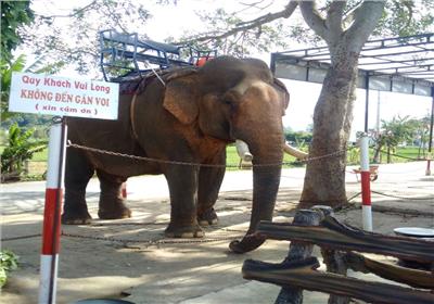 Tour DakLak 1 Day - Buon Ma Thuot - Kotam Ecotourism - Lak Lake