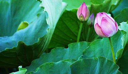 Lotus blossoms on West Lake